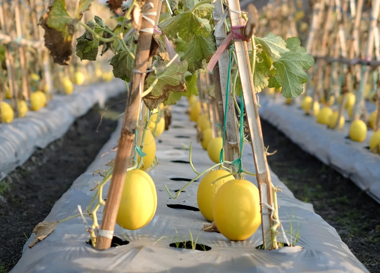 Cantalupe: Hogyan vált egy ősi gyümölcs a modern kertészek kedvencévé?
