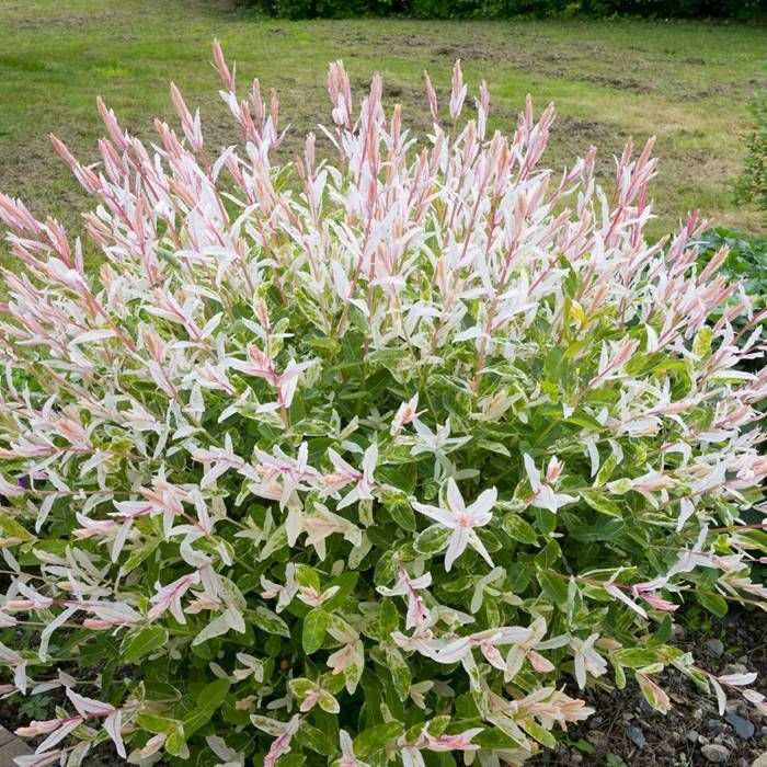 Valóban árt a japán fűznek a nyári metszés, vagy éppen elősegíti az egészséges növekedést? Valóban árt a japán fűznek a nyári metszés, vagy éppen elősegíti az egészséges növekedést?