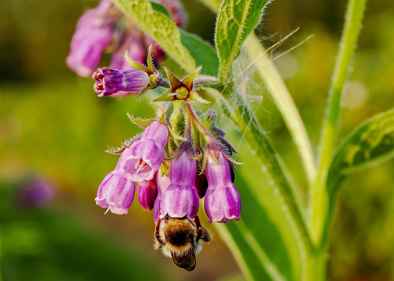 Kaukázusi nadálytő (Symphytum caucasicum): fajtái, ültetése, metszése és betegségei Kaukázusi nadálytő (Symphytum caucasicum): fajtái, ültetése, metszése és betegségei