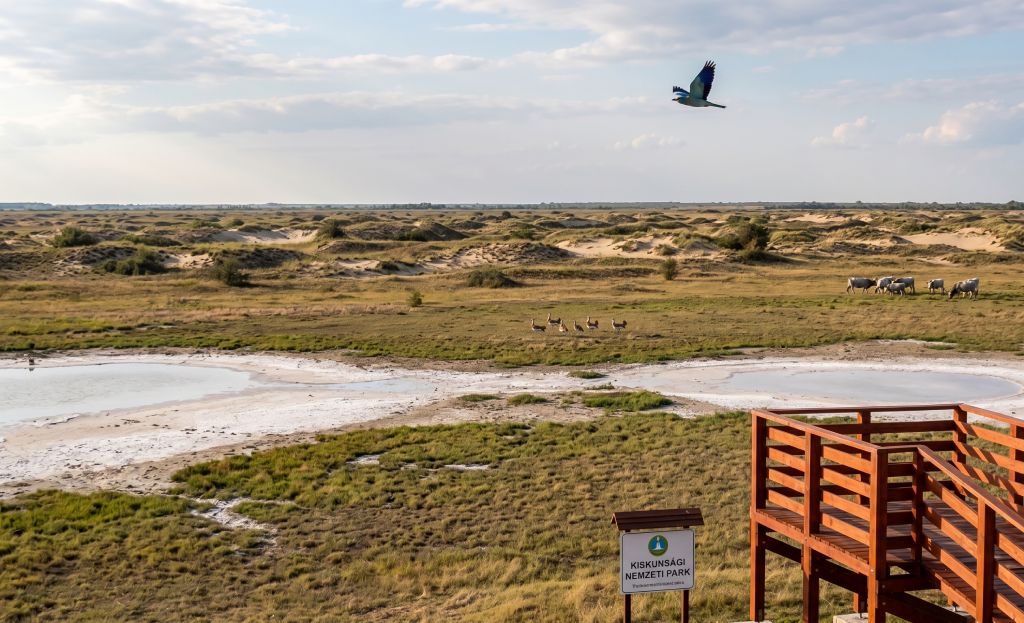 Kiskunsági Nemzeti Park (KNP) tanulságok: 3 növénytársítás, ami a te homokos kertedben is 100%-os siker
