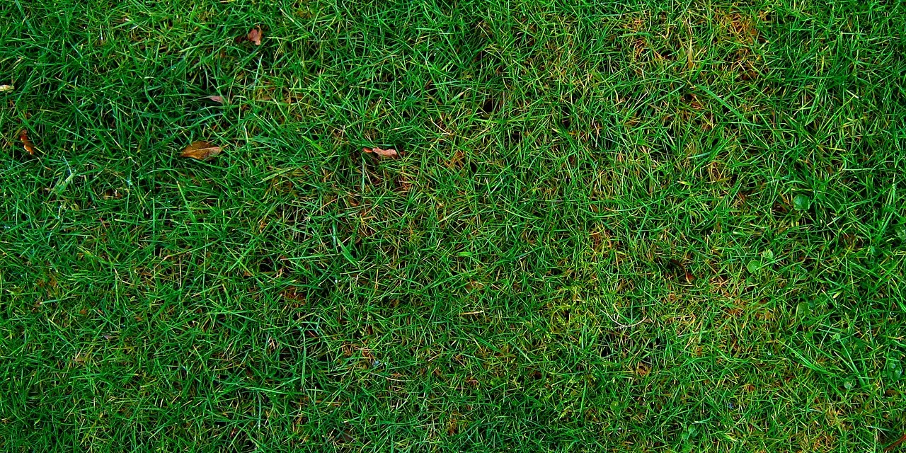 Angolperje titkai: Hogyan változtatja meg kerted textúráját és ellenállását a természet egyik legértékesebb füve