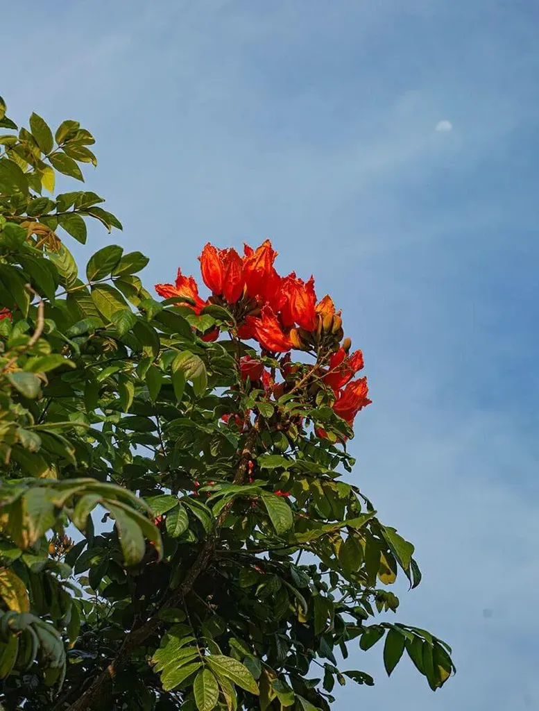 Fedezd fel az Afrikai tulipánfa (Spathodea campanulata) gondozását, ültetését, teleltetését és virágzásának titkait!