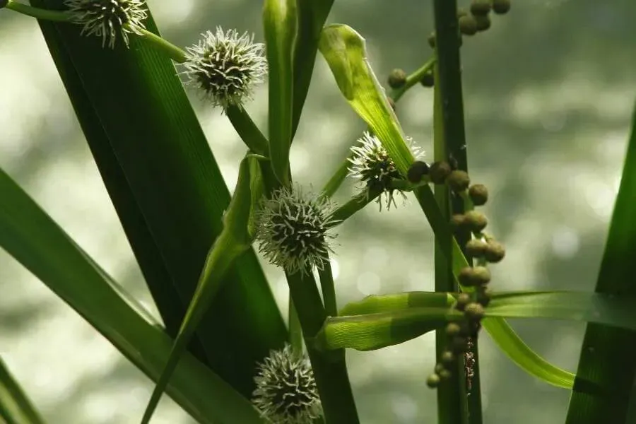 Fedezd fel az Ágas békabuzogány (Sparganium erectum) gondozási módszereit, teleltetését, szaporítását és a leggyakoribb kártevőit!