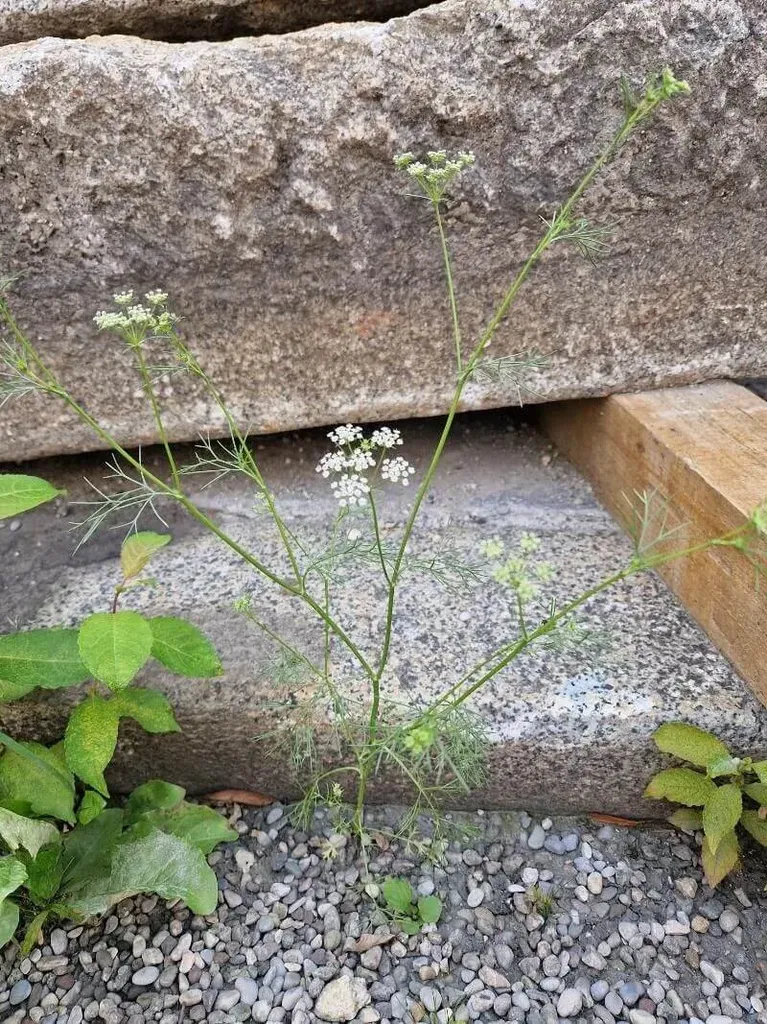 Fedezd fel az Ajovan (Trachyspermum ammi) fajtáit, gondozási módszereit, teleltetését és szaporítását, hogy egészséges növényeket nevelhess!