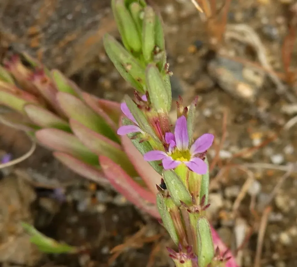 Ismerd meg az Alacsony füzényt (Lythrum hyssopifolia), a gondozás, teleltetés, szaporítás és kártevők elleni védekezés alapszabályaival.