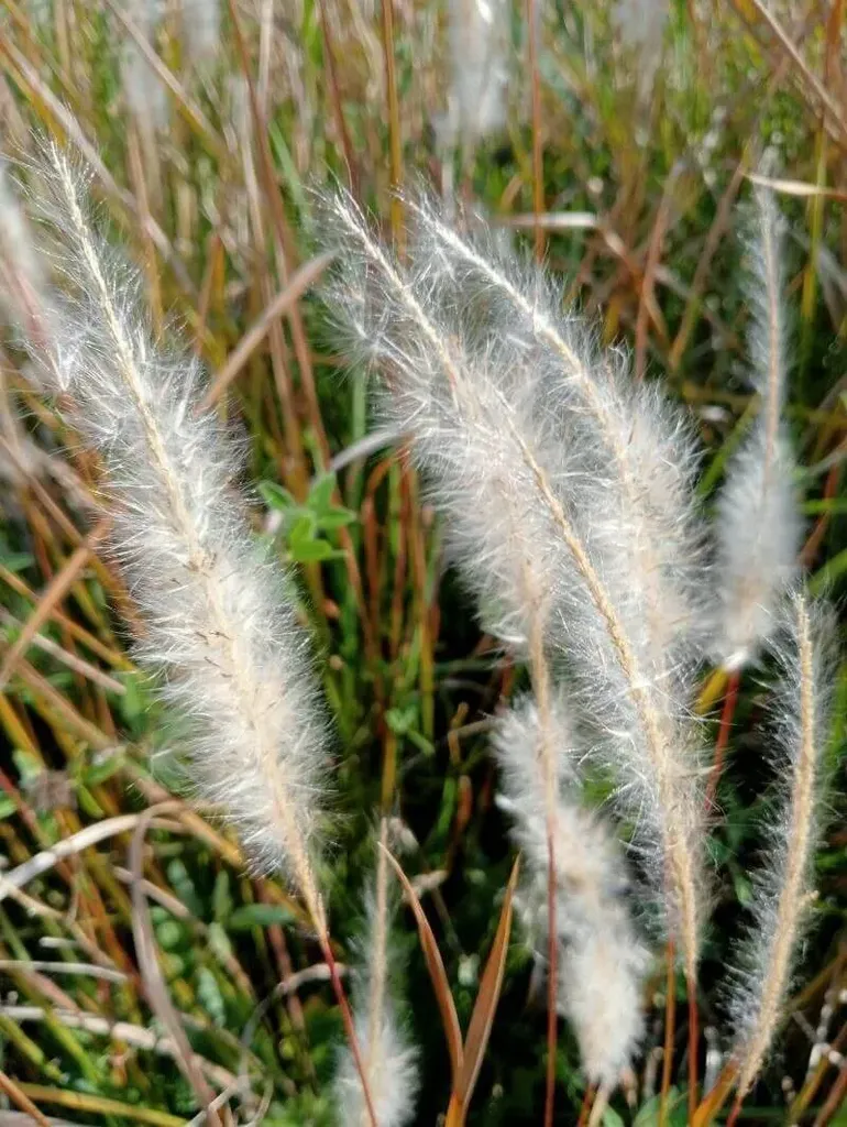 Fedezd fel az Alangfű (Imperata cylindrica) gondozását, ültetését, szaporítását és teleltetésének titkait, hogy gyönyörű dísznövényed legyen!