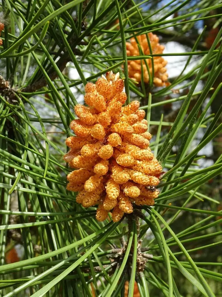 Fedezd fel az Aleppóifenyő (Pinus halepensis) gondozási, teleltetési és szaporítási módszereit, valamint növekedési szokásait!