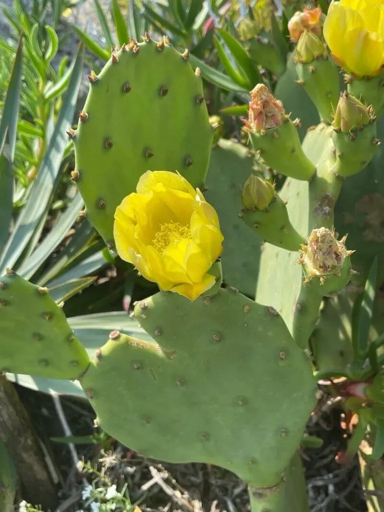 Fedezd fel az Álló fügekaktusz (Opuntia stricta) gondozási, ültetési és szaporítási titkait, valamint a leggyakoribb kártevőket és betegségeket!