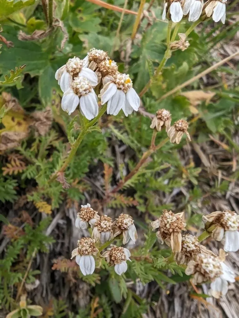 Ismerd meg az Alpesi cickafark (Achillea erba-rotta) fajtáit, gondozási igényeit, teleltetési módszereit és szaporítási technikáit!