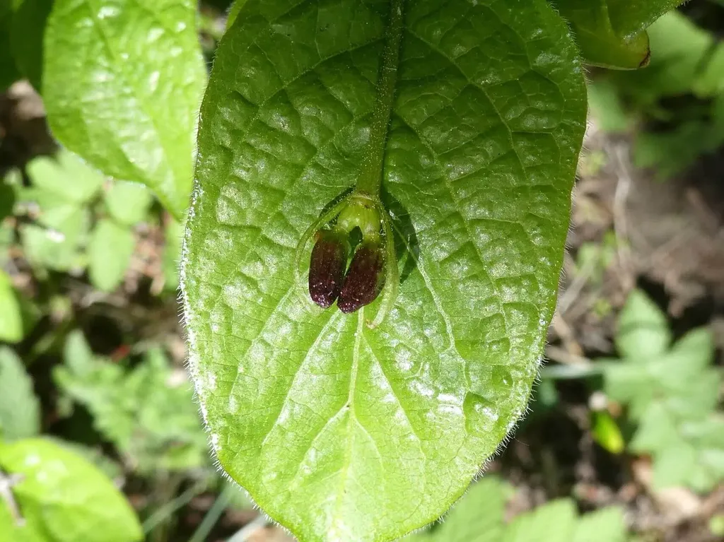 Ismerd meg az Alpesi loncot, a Lonicera alpigena-t; tudd meg hogyan kell ültetni, gondozni, teleltetni és szaporítani ezt a gyönyörű növényt!