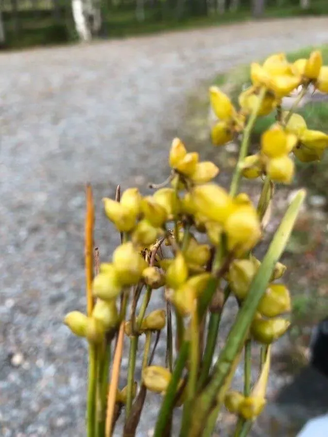 Az Álszittyó (Scheuchzeria palustris) mocsári növény gondozása, teleltetése, öntözése és szaporítása egyaránt fontos a sikeres neveléshez.