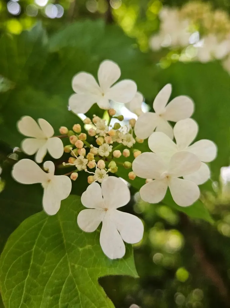 Fedezd fel az Amerikai bangita (Viburnum trilobum) gondozását, ültetését, szaporítását és a leggyakoribb kártevőket!