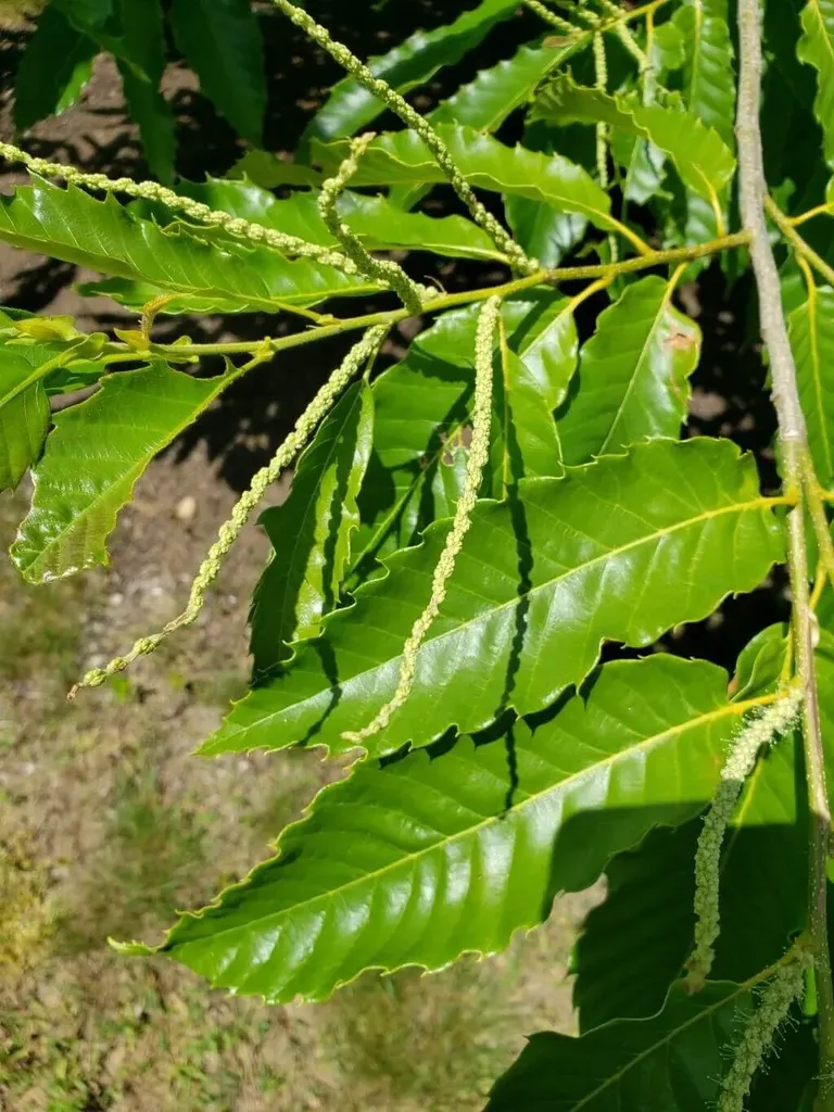 Fedezd fel az Amerikai gesztenye fajtáit (American Giant, Burr), gondozási módszereit és teleltetési alapszabályait!