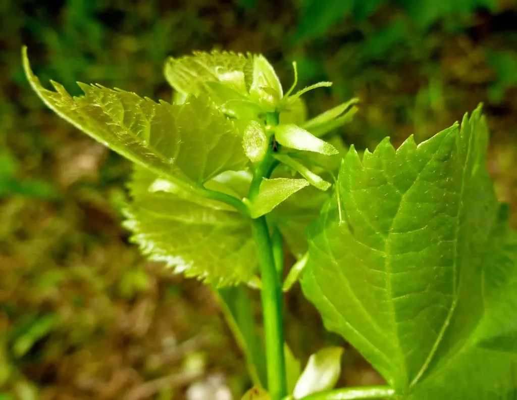 Az Amerikai hárs (Tilia americana) bemutatása, gondozási tippek, teleltetés és szaporítási módszerek.