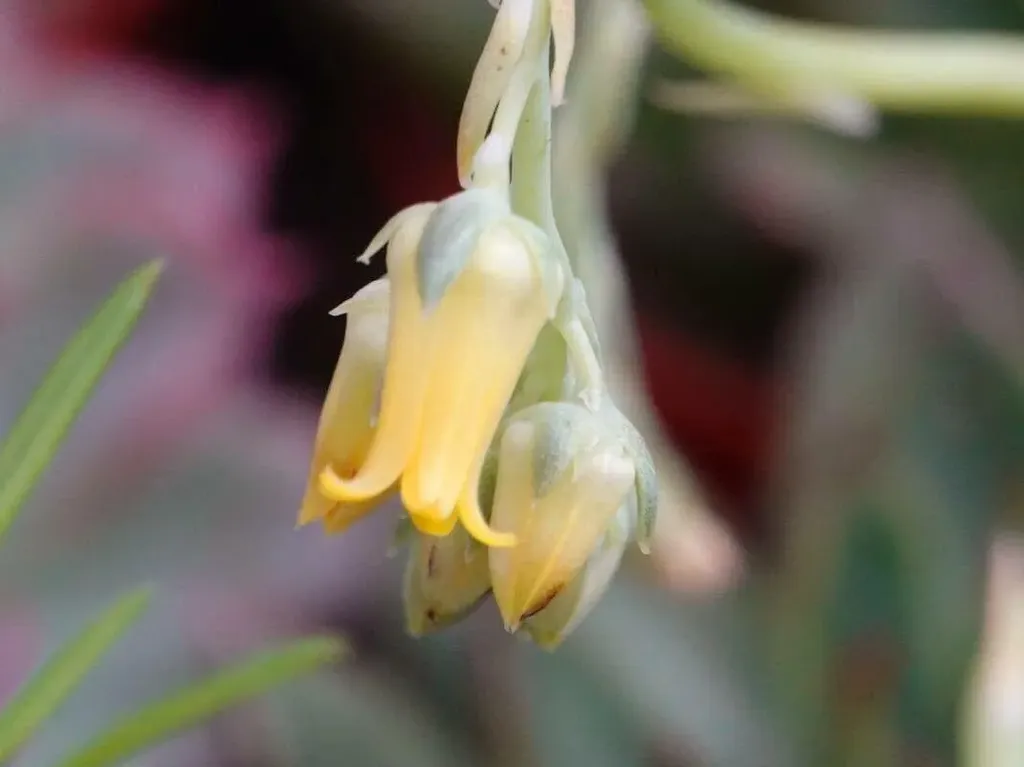 Ismerd meg az Amerikai kövirózsa (Echeveria pulidonis) gondozását, ültetését, teleltetését és szaporításának titkait!