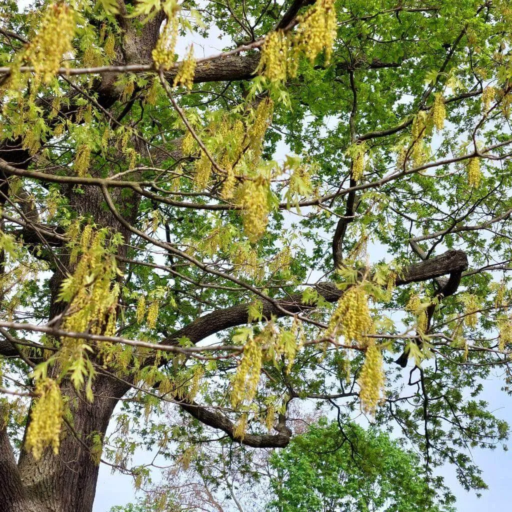 Fedezd fel az Amerikai mocsártölgy (Quercus palustris) fajtáit, gondozási útmutatót és teleltetési alapszabályokat egy helyen.