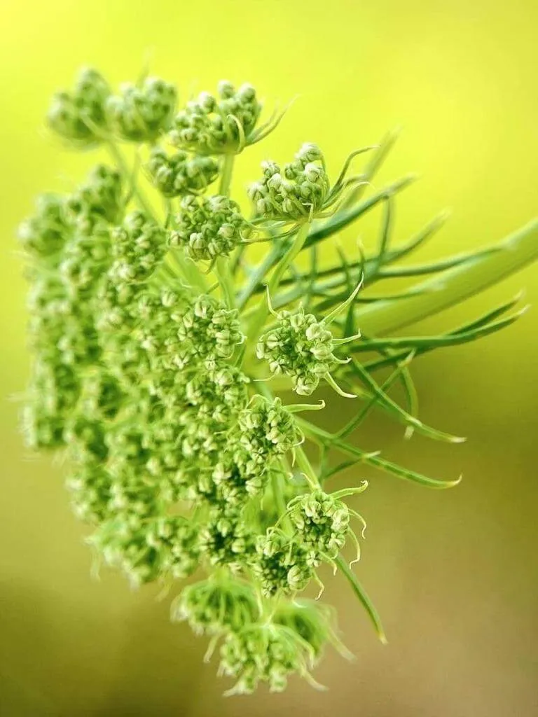 Fedezd fel az Ammi majus fajtáit, gondozási módszereit, teleltetési alapszabályait és a kártevők elleni védekezést!