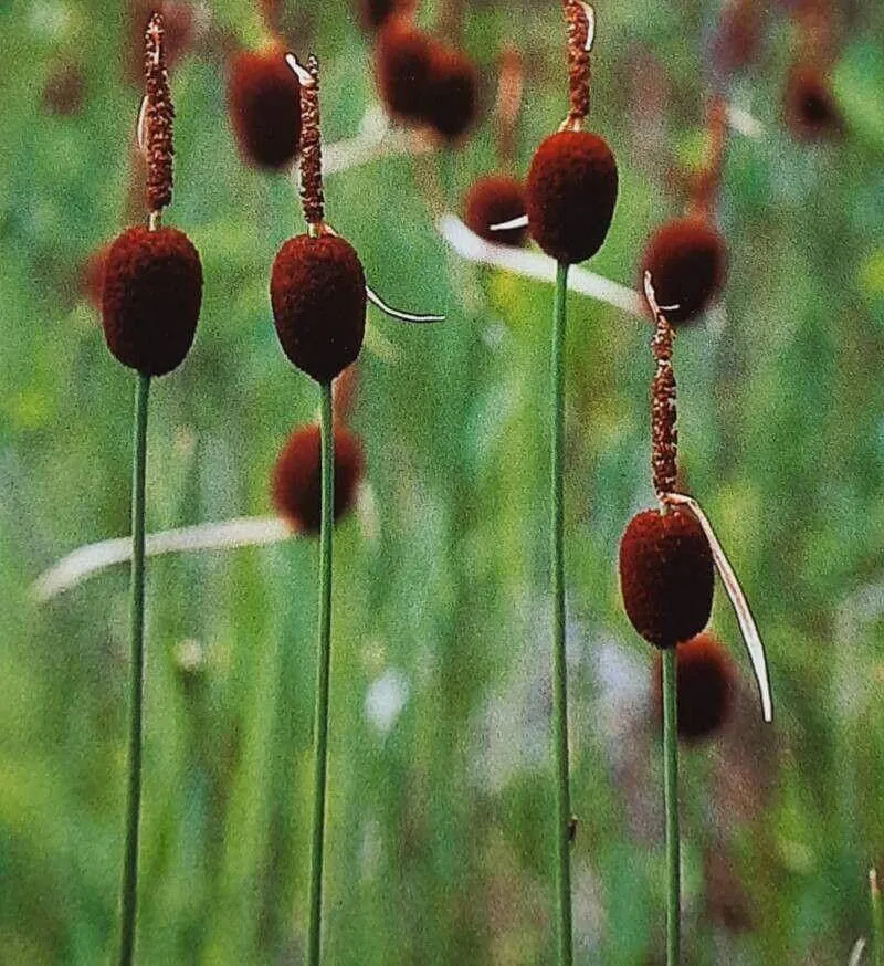 Fedezd fel az Apró gyékényt (Typha minima), annak fajtáit, gondozási igényeit és teleltetési módszereit a sikeres vízinövény neveléséhez.