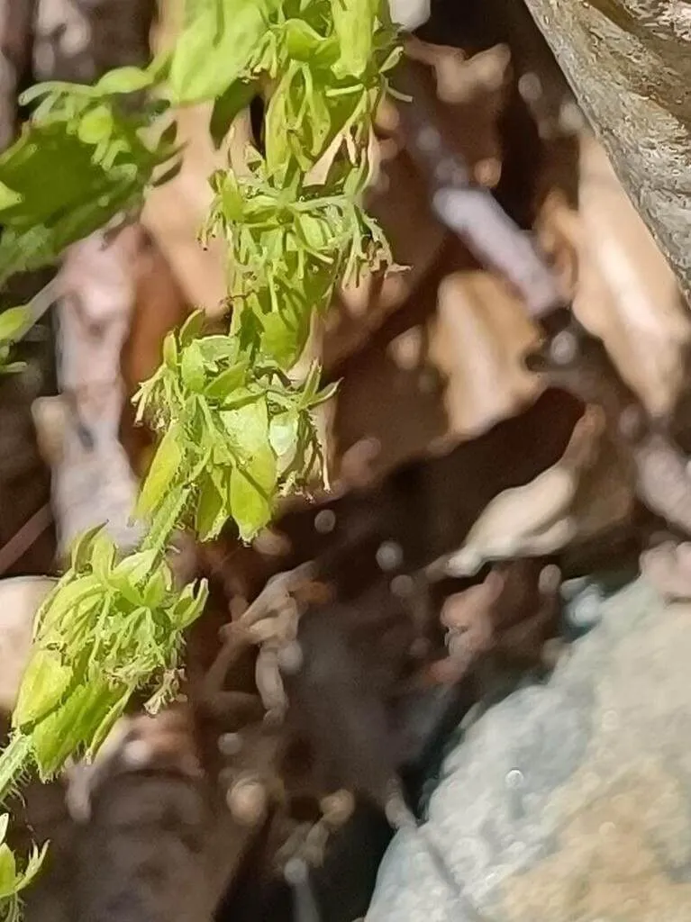 Ismerd meg az Apró keresztfű (Cruciata pedemontana) ültetési, gondozási és teleltetési titkait a tavaszi virágzás érdekében!