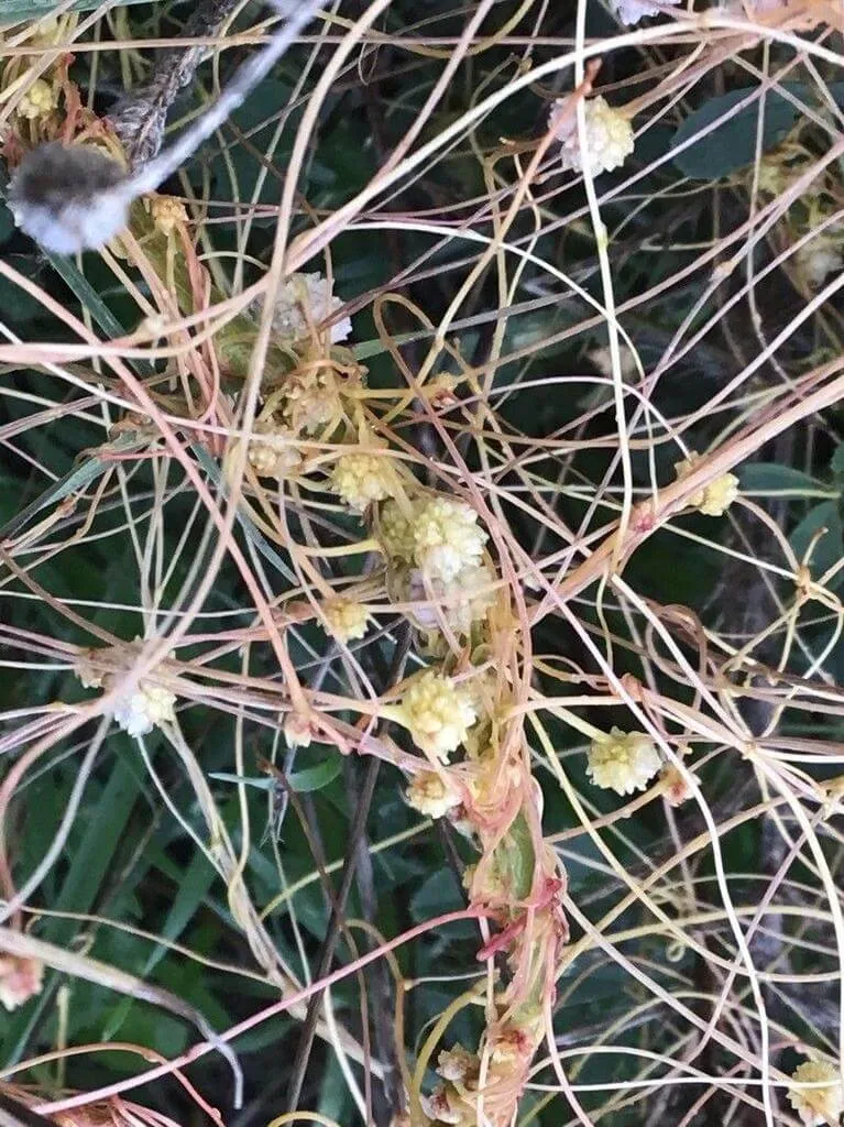 Fedezd fel az Arankafaj (Cuscuta approximata) jellemzőit, gondozási tippeket, teleltetést és a leggyakoribb kártevőkkel kapcsolatos tudnivalókat!