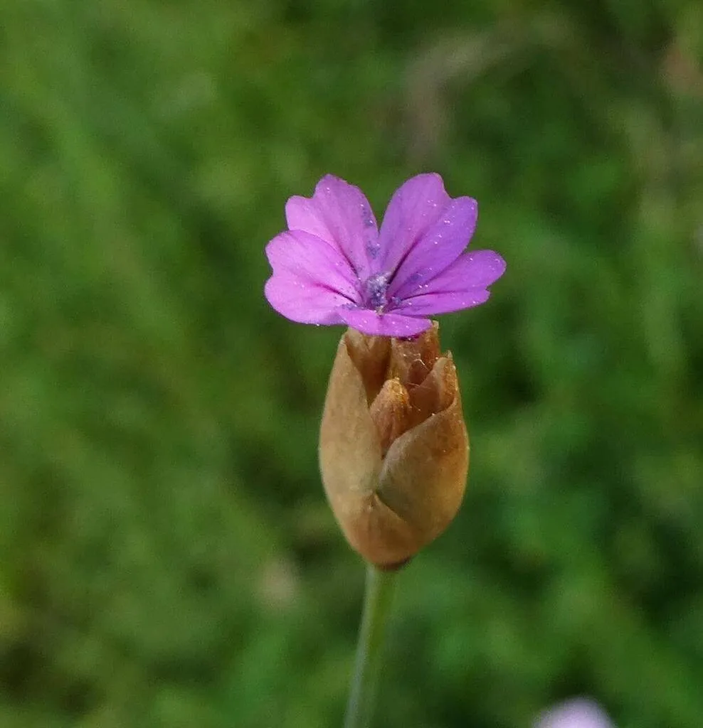 Fedezd fel az Aszúszegfű (Petrorhagia prolifera) ültetését, gondozását, teleltetését és kártevőkkel szembeni védekezését!