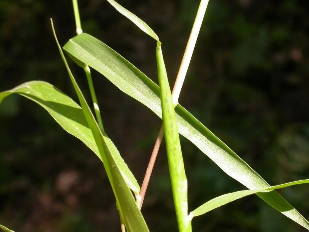 Az Ázsiai gyapjúfű (Eriochloa villosa) gondozása, teleltetése, öntözése és szaporítása – tudd meg mindent erről a különleges dísznövényről!