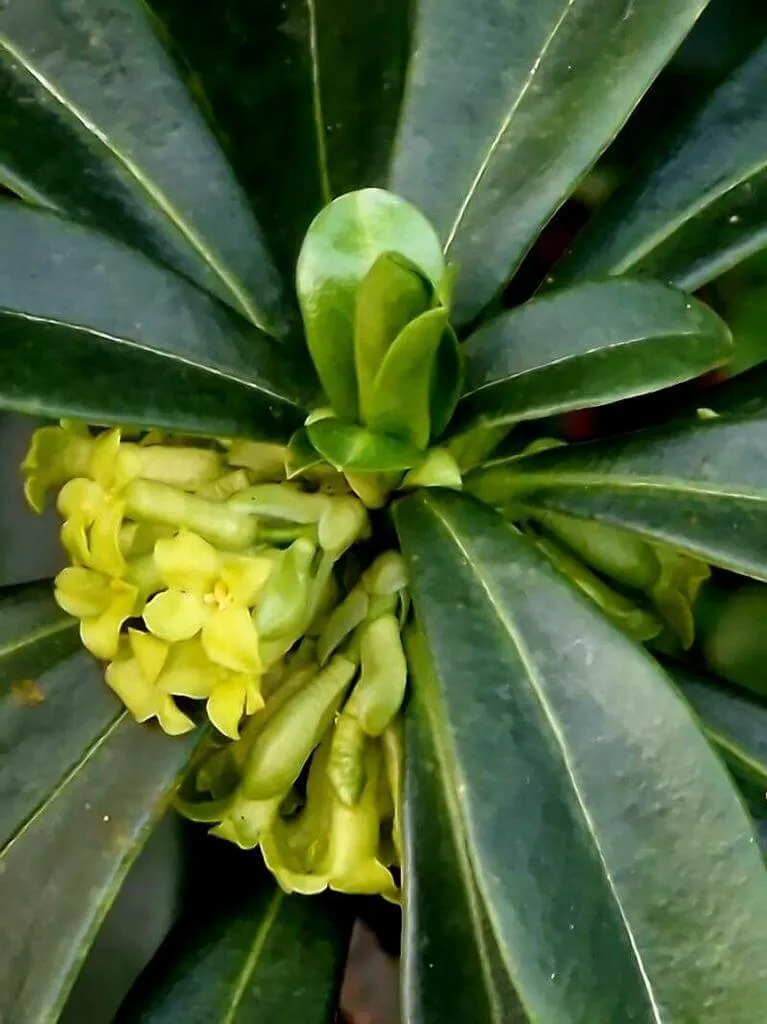 Ismerd meg a Babérboroszlán fajtáit (Aurea, Variegata), gondozását, teleltetését és öntözési módszereit!