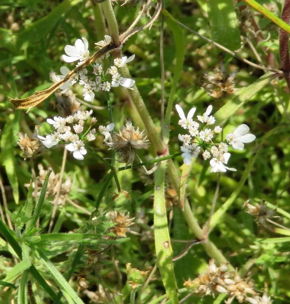 Fedezd fel a Balhafű (Plantago afra) fajtáit, gondozási tippeket, teleltetési alapszabályokat és kártevővédelmet egy helyen!