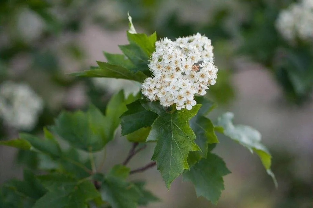 Fedezd fel a Barkócafa (Torminalis glaberrima) gondozását, teleltetését, öntözését és kártevővédelmét!