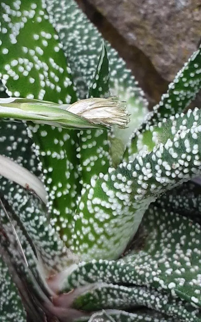 Ismerd meg a Bibircses daráslevél (Gasteria carinata) fajtáit, gondozását és teleltetését