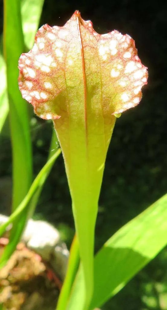 Fedezd fel a Bíbor kürtvirág (Sarracenia purpurea) fajtáit, gondozási tippeket, teleltetést és szaporítást!