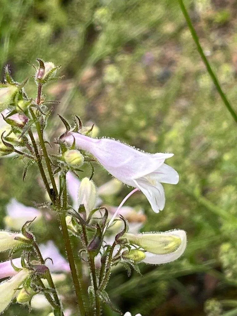Bíborlevelű bugatölcsér (Penstemon digitalis) – Fajták, Gondozás és Teleltetés