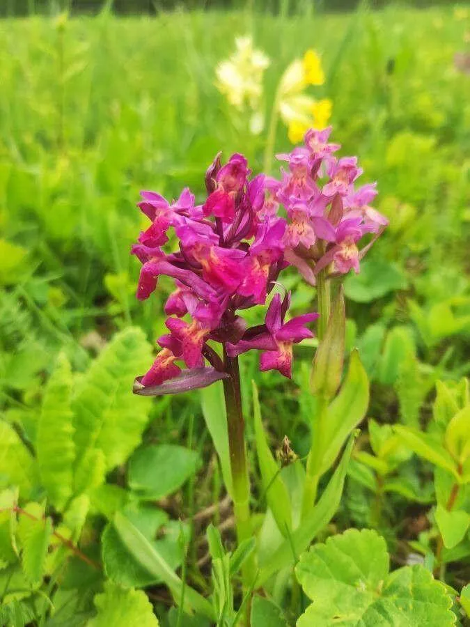 Ismerd meg a Bodzaszagú ujjaskosbor (Dactylorhiza sambucina) jellemzőit, gondozását, teleltetését és szaporítási módszereit!