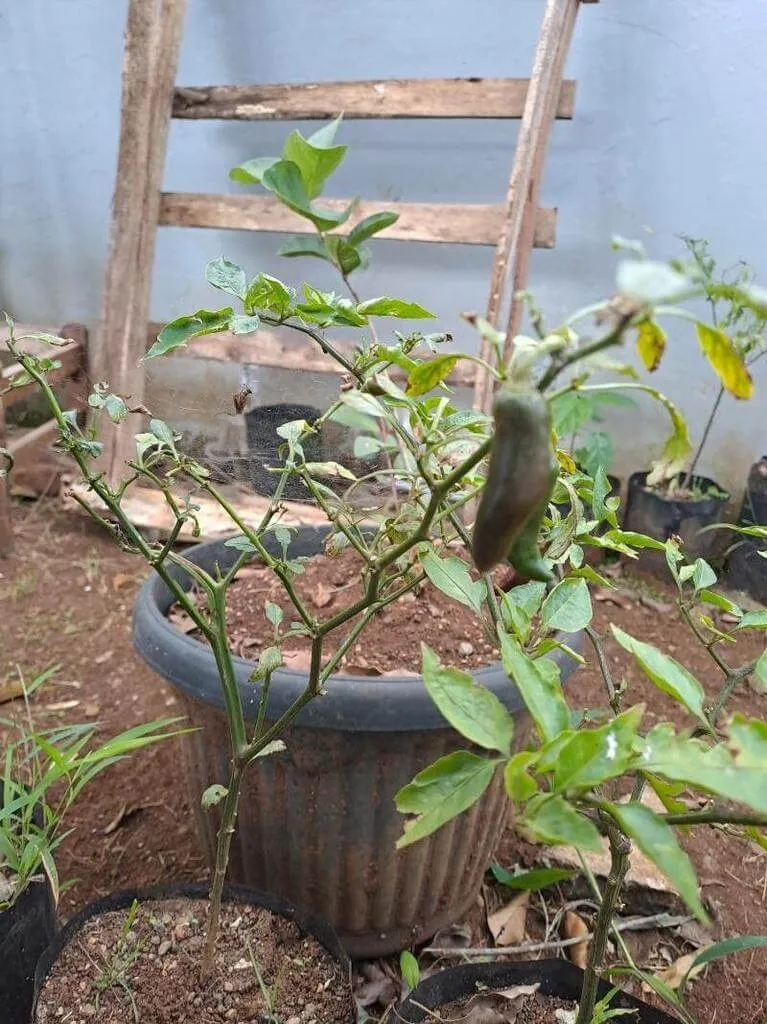 Bohócsipka vagy püspöksüveg (Capsicum baccatum): Fajták, Gondozás és Ültetés