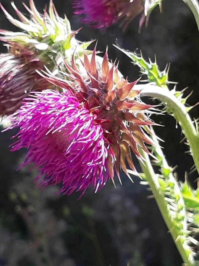 Ismerd meg a Bókoló bogáncs (Carduus nutans) fajtáit, gondozását és ültetését