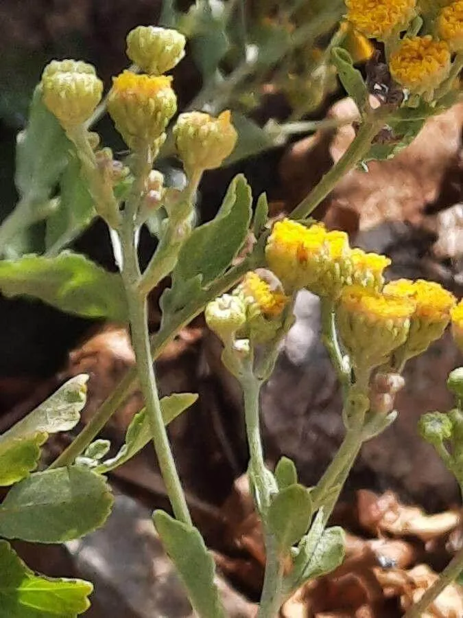 Fedezd fel a Boldogasszony tenyere (Tanacetum balsamita) titkait: ültetés, gondozás és szaporítás Fedezd fel a Boldogasszony tenyere (Tanacetum balsamita) titkait: ültetés, gondozás és szaporítás