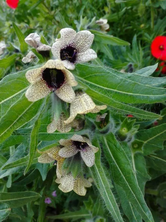 Beléndek (Hyoscyamus spp.) kvíz: Felismered a kertek legveszélyesebb 3 gyomját?