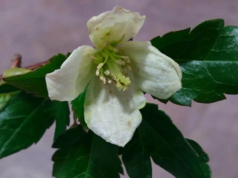 Fedezd fel a Bolyhos iszalag (Clematis cirrhosa) fajtáit, gondozását és szaporítását! Fedezd fel a Bolyhos iszalag (Clematis cirrhosa) fajtáit, gondozását és szaporítását!