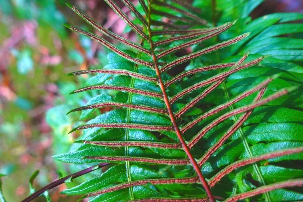 Fedezd fel a Bordapáfrány (Blechnum spicant) titkait: ültetés, gondozás és szaporítás Fedezd fel a Bordapáfrány (Blechnum spicant) titkait: ültetés, gondozás és szaporítás