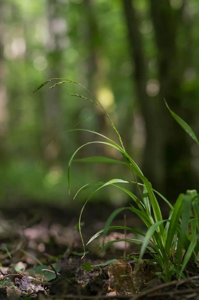 Fedezd fel a Borostás sás (Carex strigosa) varázslatos világát: fajták, gondozás és ültetés