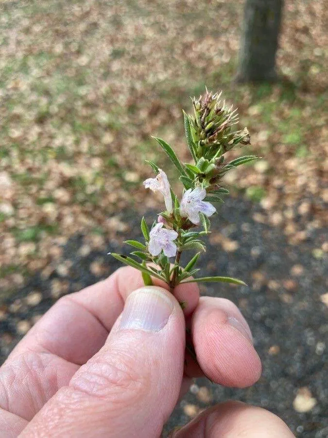 Ismerd meg a Borsikafű (Satureja hortensis) ültetését, öntözését, teleltetését és szaporítását – egy csodás fűszernövény minden kertbe!