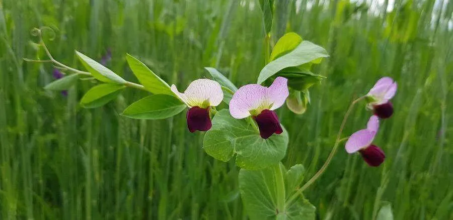 Tudd meg, hogyan kell ültetni és gondozni a borsót (Lathyrus oleraceus), ismerd meg fajtáit, öntözési módszereit és teleltetési technikáit!