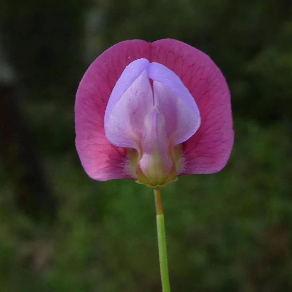 Ismerd meg a Borsóbükkönyt (Lathyrus clymenum), annak fajtáit, gondozási módszereit, teleltetési tippeket és kártevő elleni védekezést egy helyen!