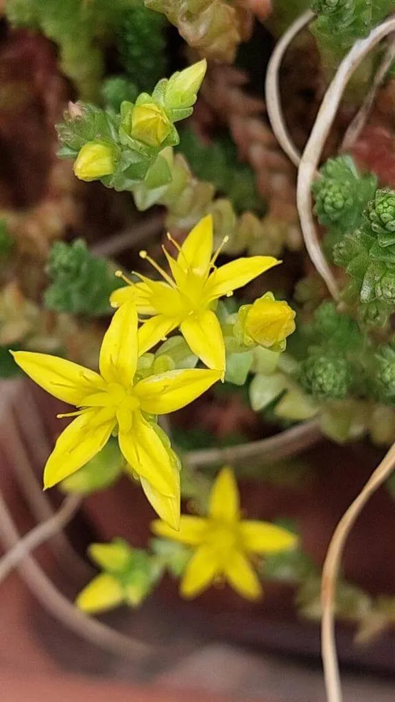 Fedezd fel a Borsos varjúháj (Sedum acre) fajtáit, gondozását és teleltetését! Fedezd fel a Borsos varjúháj (Sedum acre) fajtáit, gondozását és teleltetését!