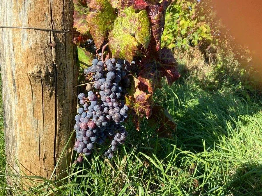 Fedezd fel a Bortermő szőlőt (Vitis vinifera) – fajták, gondozás és ültetés titkai
