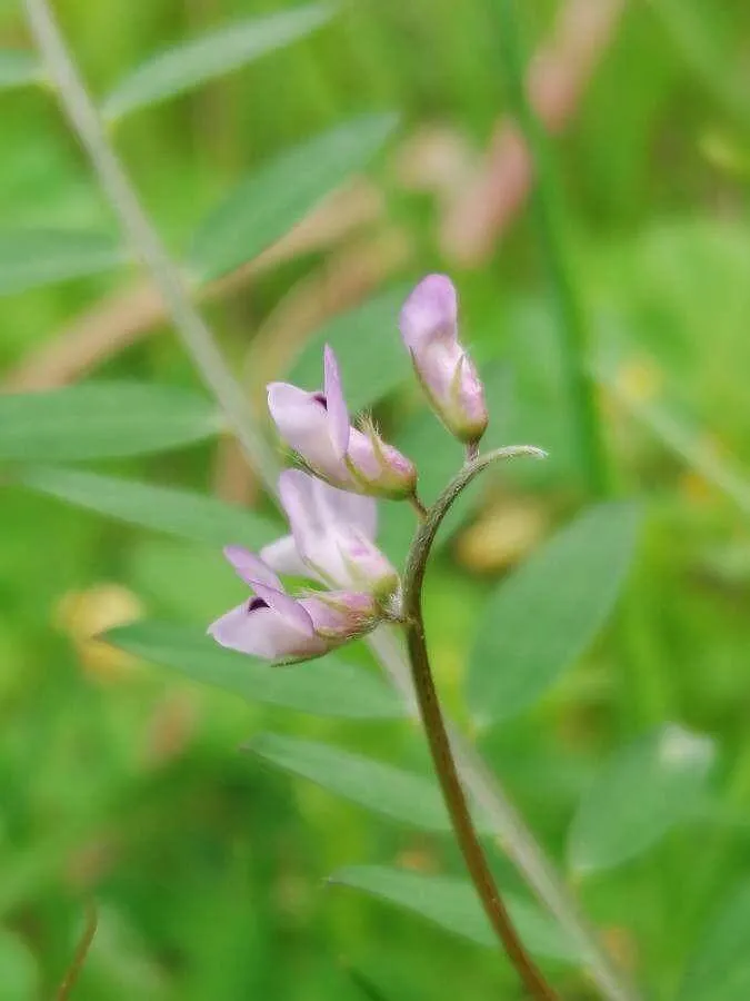 Fedezd fel a Borzas bükköny (Vicia hirsuta) csodálatos világát – Gondozás, ültetés és talajerősítés Fedezd fel a Borzas bükköny (Vicia hirsuta) csodálatos világát – Gondozás, ültetés és talajerősítés