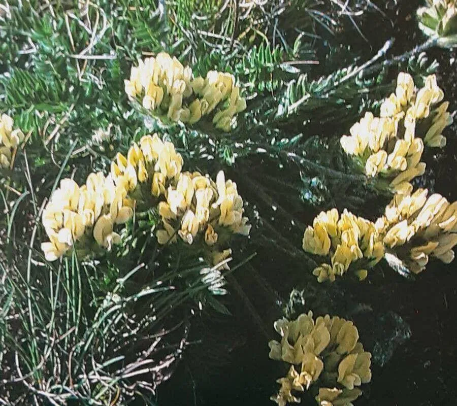 Fedezd fel a Borzas csajkavirág (Oxytropis pilosa) varázslatos világát – fajták, gondozás és ültetés Fedezd fel a Borzas csajkavirág (Oxytropis pilosa) varázslatos világát – fajták, gondozás és ültetés