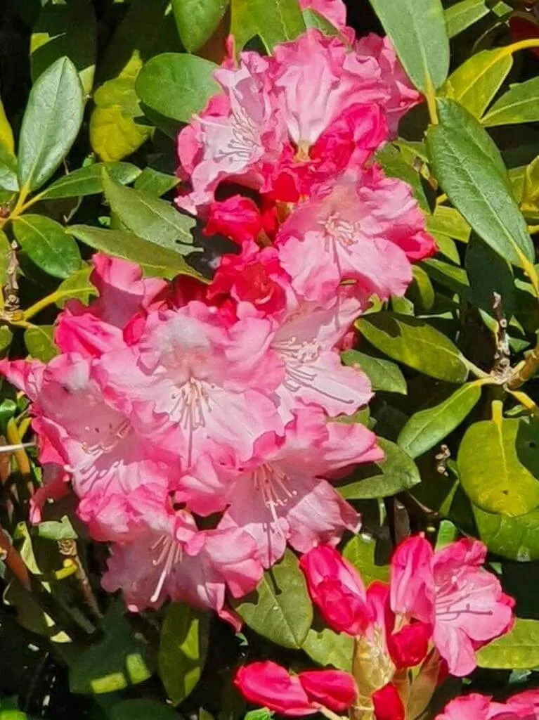 Fedezd fel a Borzas havasszépe (Rhododendron hirsutum) fajtáit, gondozását és teleltetését