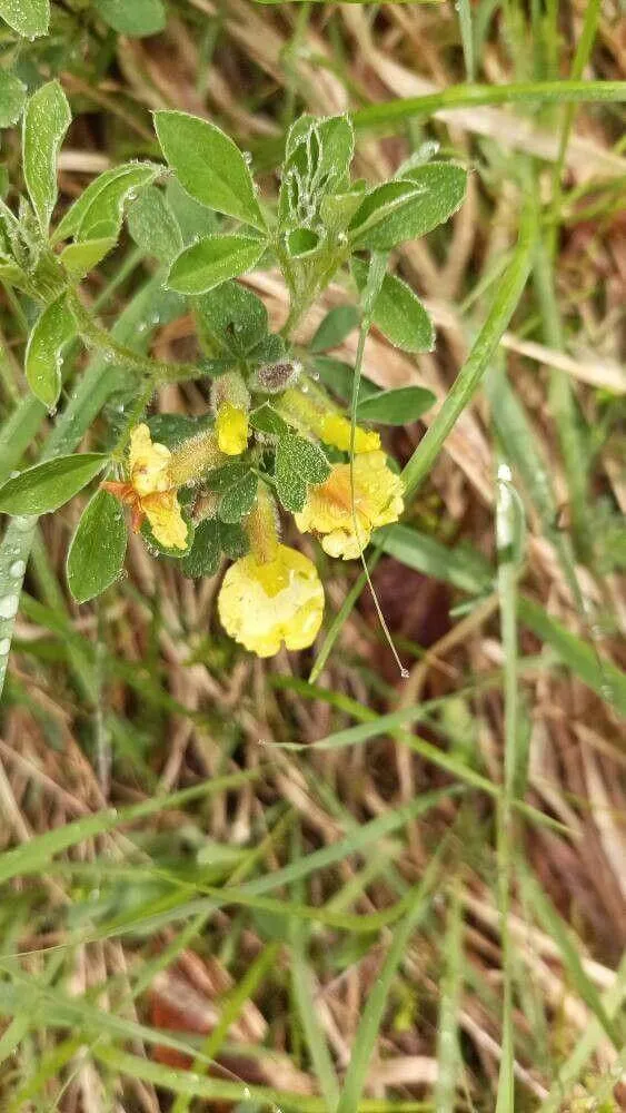 Fedezd fel a Borzas zanót (Chamaecytisus hirsutus) fajtáit, gondozását és teleltetését