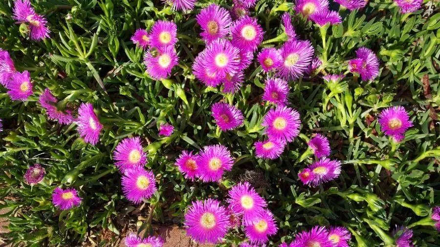 Fedezd fel a Boszorkány karom (Carpobrotus acinaciformis) titkait: gondozás, ültetés és szaporítás